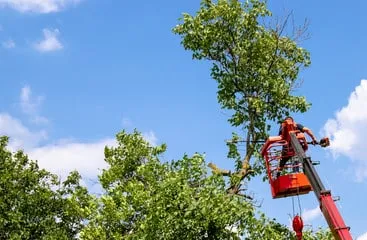 albero ad alto fusto