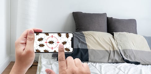 come eliminare le cimici dal letto