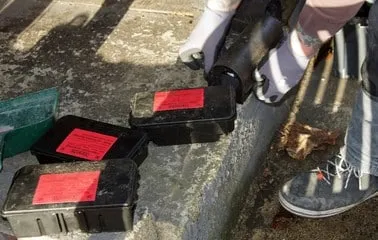 derattizzazione esca per topi