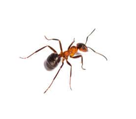 formica europea