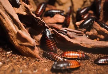 Gromphadorhina portentosa