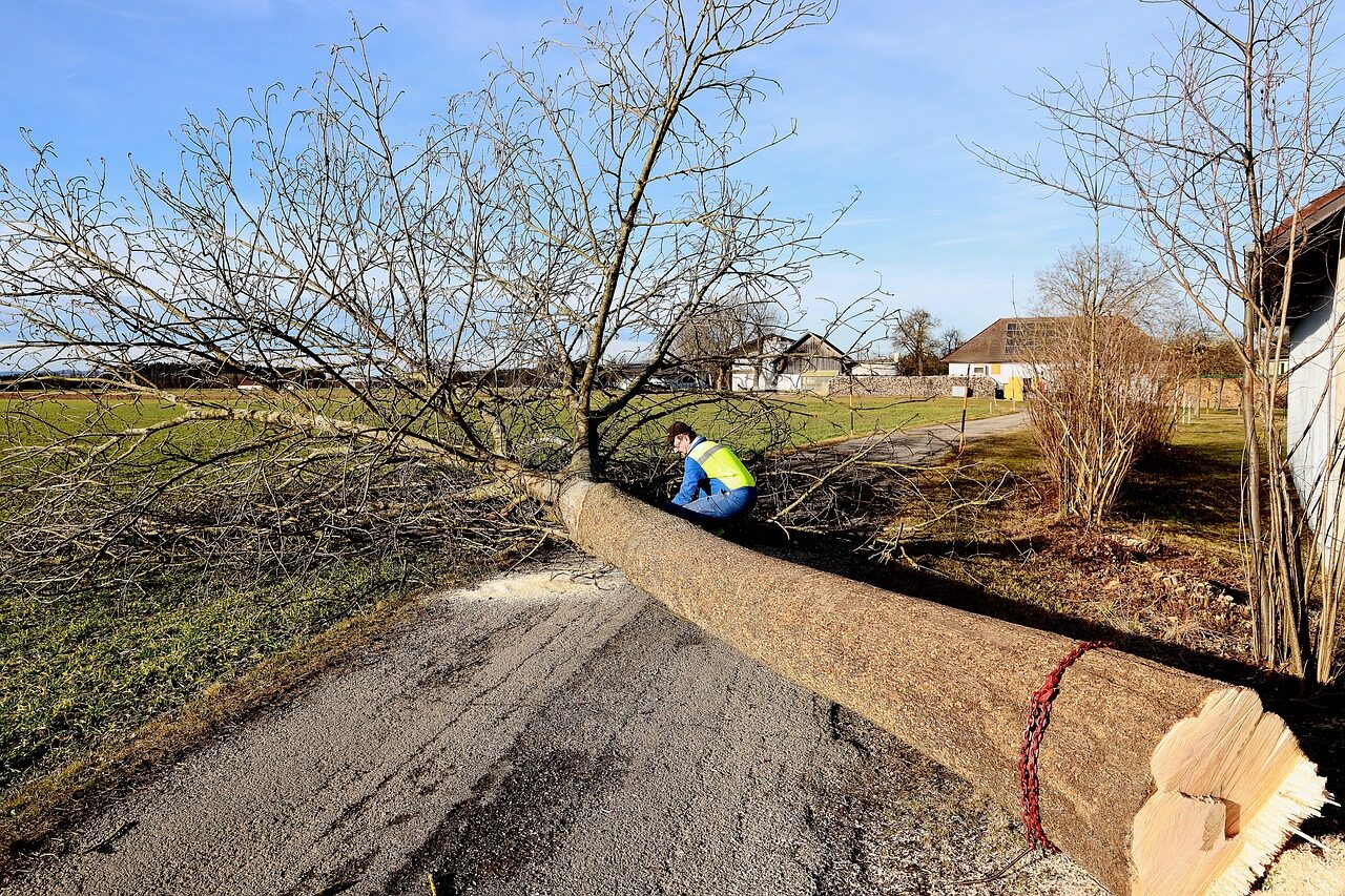 abbattimento alberi roma
