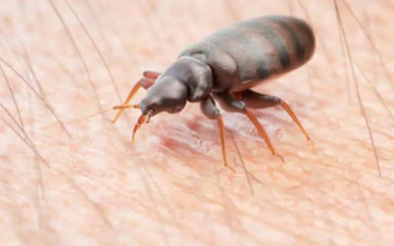 cimici dei letti come riconoscerle e come eliminarle