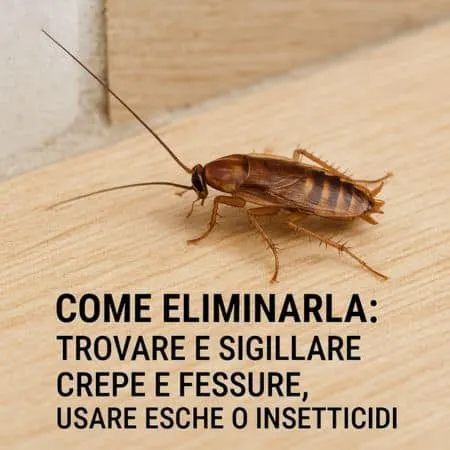 foto disinfestazione blatta del legno Supella longipalpa