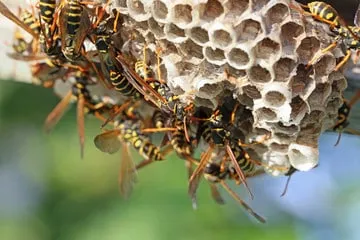 foto invasione di vespe