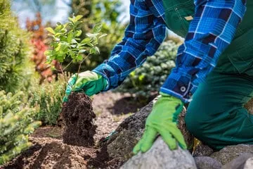 giardiniere per piantumazione