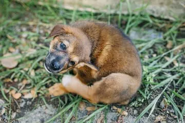 le pulci in giardino possono infestare il cane